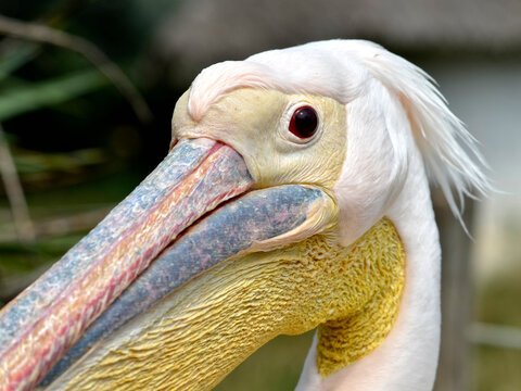 Close-up portrait of white pelican (Pelecanus onocrotalus) seen from profile