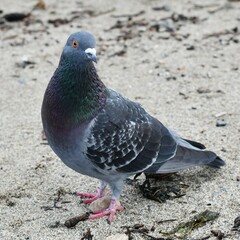 pigeon on the ground