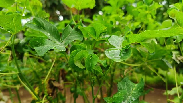 A short video without sound showing leaves after being hit by rainwater in the morning, this video is very suitable for video footage and other video content