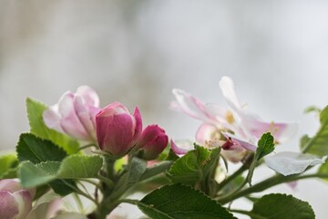 Pink and white flowers of an apple tree in spring on a blurred background