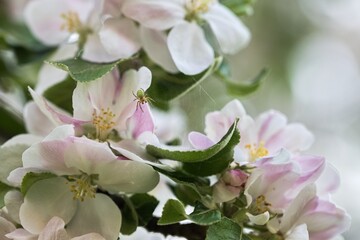 The apple tree blossoms in spring with a small green spider. Close-up of an apple tree.