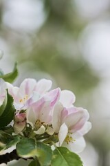 Close up of apple blossom in spring, shallow depth of field