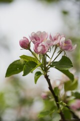 Flowering branch of an apple tree on a blurred background.