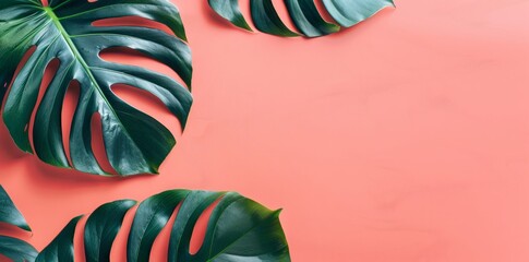 Monstera deliciosa leaves on a bright coral backdrop, creating a natural yet vibrant look Perfect for modern design