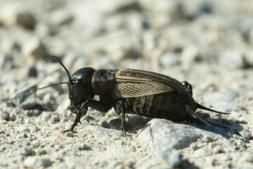 Gryllus campestris, European cricket