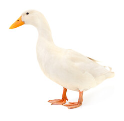 Duck on white. - 783992225