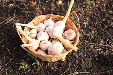 Garlic in a basket on a spring bed. Preparation for planting in the village for growing environmentally friendly products. The concept of spring work in agriculture. advertising a healthy lifestyle.