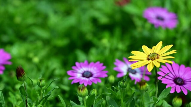 Dimorphotheca ecklonis (Cape marguerite)
Bitki

