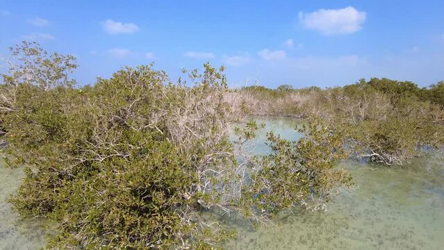 Mangroves natural habitat at Al Jubail Park in Abu Dhabi, UAE