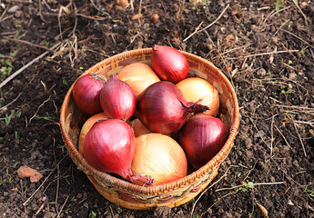 Onions in a basket in the spring garden. Preparation for planting in the village for growing environmentally friendly products. The concept of spring work in agriculture. 