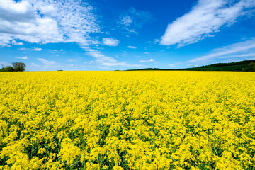 Obraz premium 安平町の菜の花畑（北海道勇払郡安平町）