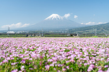 Mount Fuji with cosmos flowers, Shizuoka Prefecture, Japan