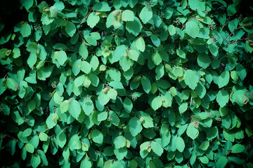 wall of green leaves from hedge