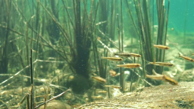 School of Common minnow fish swimming near shore
