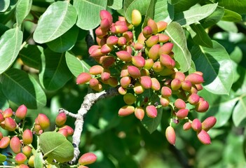 photo of fresh pistachios on a tree