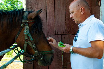 Man with horse in stable at countryside ranch. Man horse rider in summer outdoor. Equestrian and...