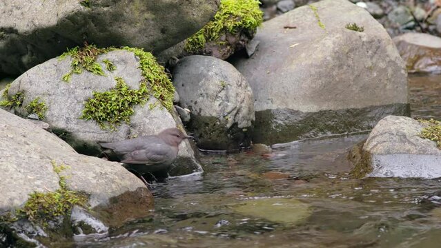 American Dipper (Cinclus mexicanus) bird jumping between rocks in a mountain stream in the Olympic Mountains of Washington state