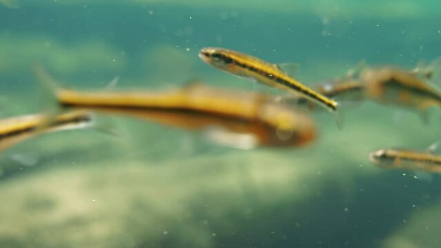 Common minnow fish swimming and eating