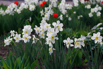 daffodils in the garden