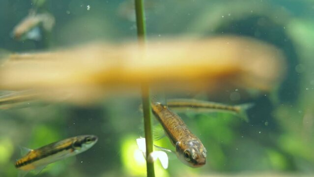 Common minnow fish swimming and eating