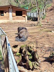 Pony liegt gemütlich auf dem Boden und schläft.