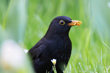 closeup of male common blackbird