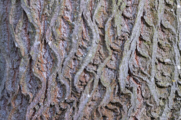 interesting natural pattern on linden bark