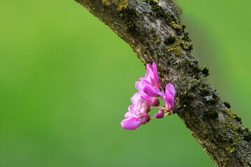 japanese cherry flower from tree trunk - 784006842