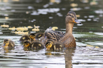 mallard hen with newborns on duck pond - 784006853