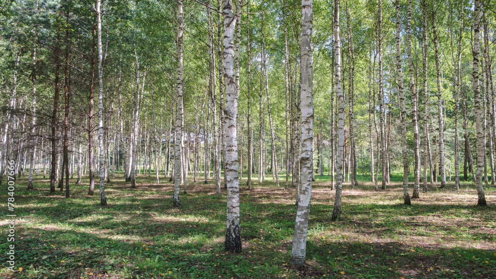 Poster A forest with many trees and a lot of sunlight. The trees are tall and green. The sunlight is shining through the trees, creating a peaceful and serene atmosphere