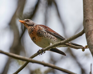 A mountain thrush sits on a tree branch.