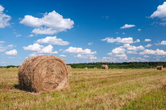 A field of hay bales sits in a field with a clear blue sky. The hay bales are scattered throughout the field, with one large ball of hay in the center. The scene is peaceful and serene