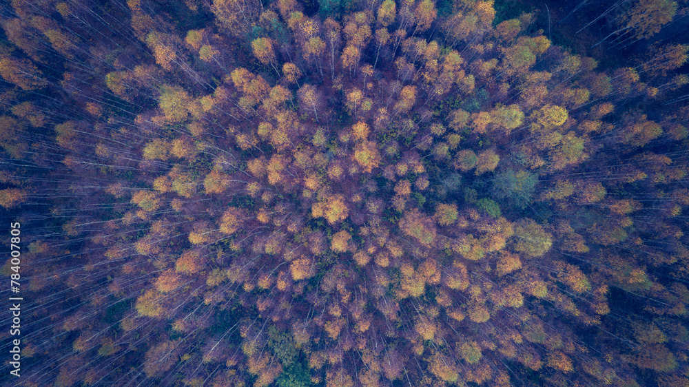 Poster a forest with trees in various shades of green and yellow. the trees are spread out and appear to be