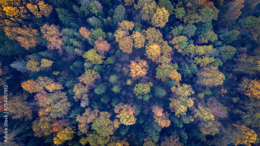 Aufkleber a forest with trees in various shades of green and yellow. the trees are spread out and appear to be