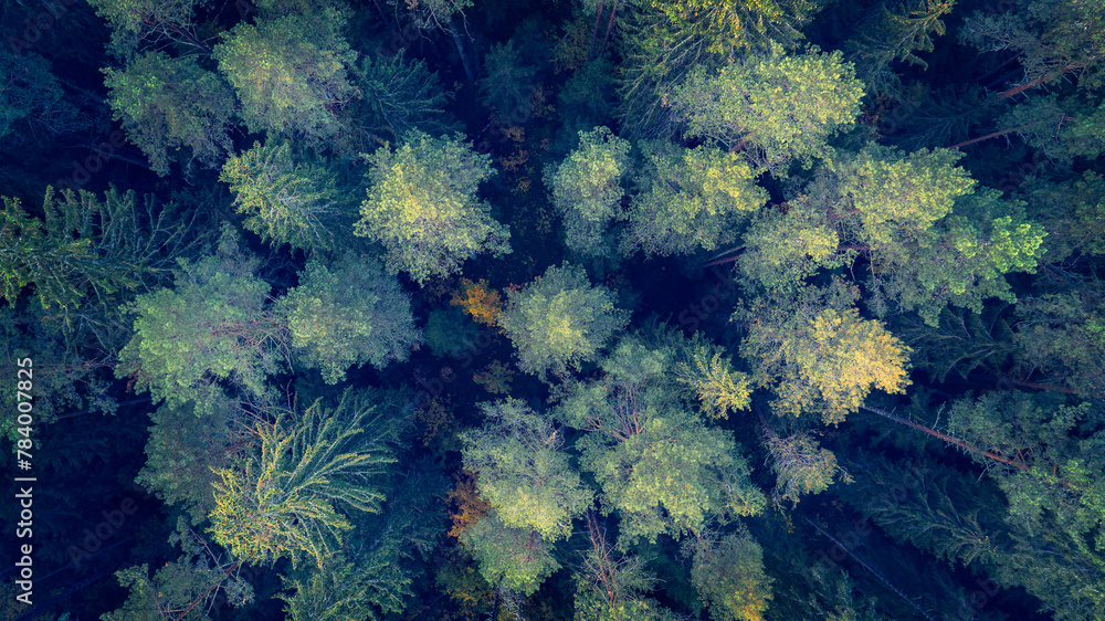Aufkleber a forest with trees in various shades of green and yellow. the trees are spread out and appear to be