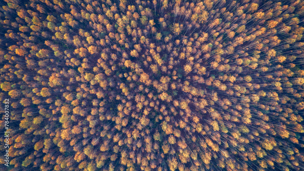 Poster A forest with trees in various shades of green and yellow. The trees are spread out and appear to be in a natural setting