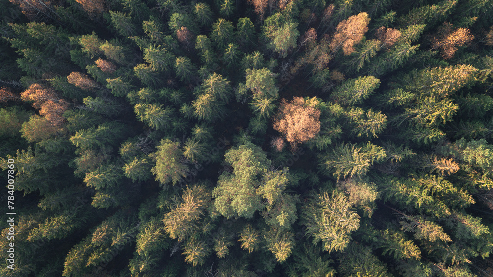 Poster a forest with trees in various shades of green and yellow. the trees are spread out and appear to be