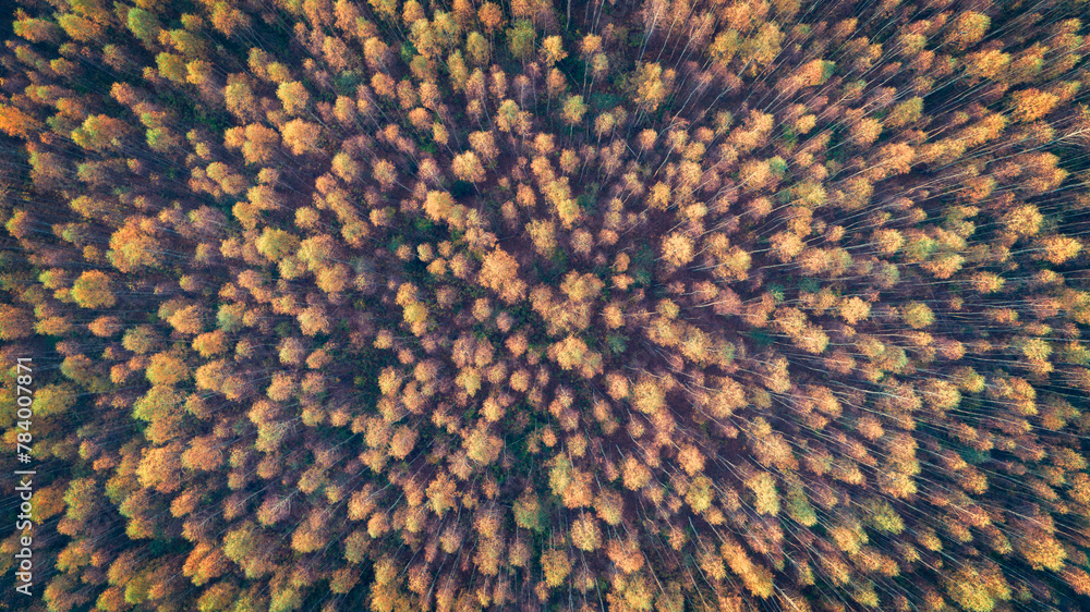 Poster A forest with trees in various shades of green and yellow. The trees are spread out and appear to be in a natural setting