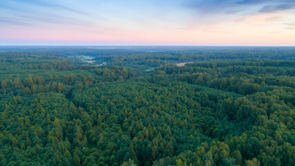 A large forest with a beautiful blue sky in the background. The sky is a mix of pink and blue,...