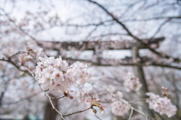 sakura of cherry tree with torii gate at Homangu Kamado shrine