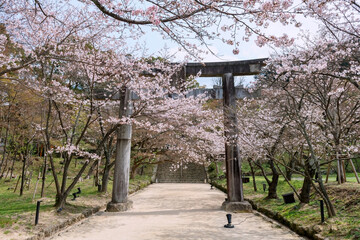 sakura at torii gate of Homangu Kamado shrine, Fukuoka