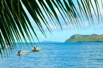 A boat is in the water near a palm tree. The water is calm and blue. The palm tree is green and has long leaves