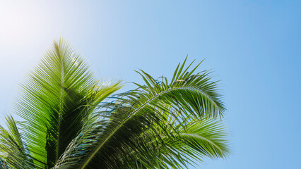 A palm tree with a leafy green trunk and a blue sky in the background. The palm tree is tall and...