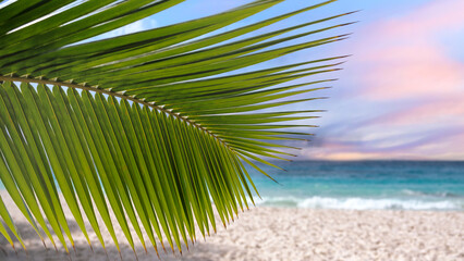 A palm tree leaf is on the beach. The ocean is in the background. The sky is blue and the sun is setting