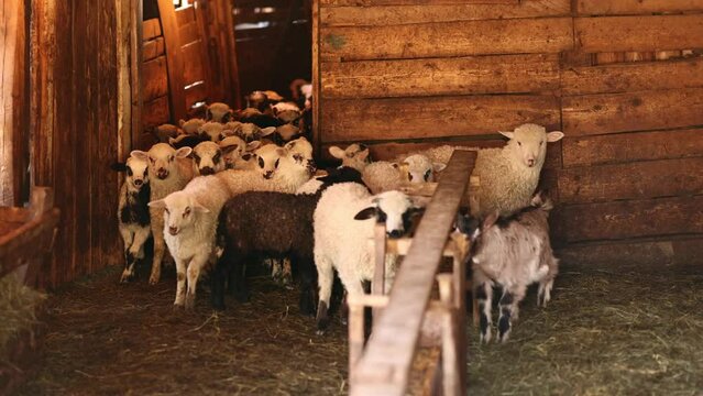 little sheep in the barn go out to feed. Home farm. A flock of sheep in a barn. Cute pets are looking at the camera.