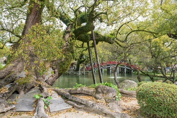 tree by pond with red bridge at Dazaifu Tenmangu Shrine, Fukuoka