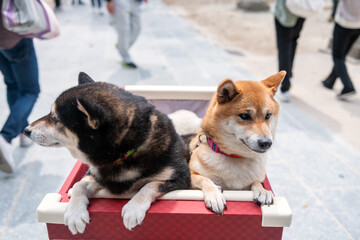 Shiba Inu yellow and black 2 dogs on stroller at Dazaifu shrine