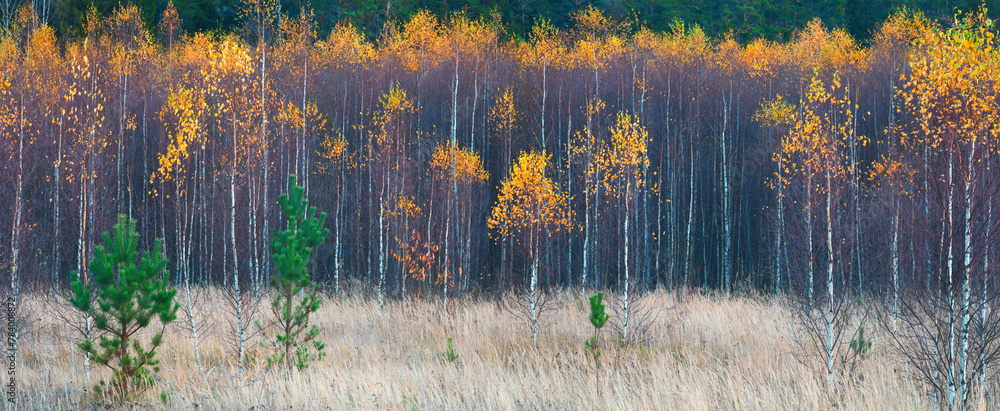 Poster A forest with trees that are yellow and brown. The trees are in a field and there is a lot of space between them
