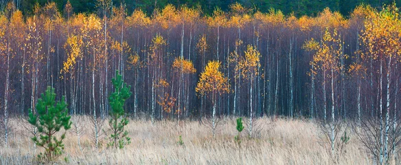 Zelfklevend Fotobehang A forest with trees that are yellow and brown. The trees are in a field and there is a lot of space between them © Aleksandr Matveev