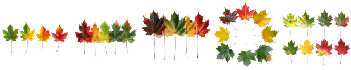 Fototapeta premium Maple leaf cycle png isolated set in 3d transparent using for presentation.